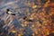 Two mallard duck on a water in dark pond with floating autumn or fall leaves.