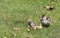 Two Mallard Ducklings in Grass