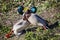 Two Mallard Ducks agressively fighting