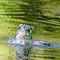 Two mallard ducks fighting in the pond