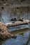 Two Mallard Ducks Sleeping Upon a Log in River