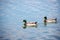Two Mallard Ducks swimming on lake