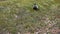 Two mallards Anas platyrhynchos walking on the grass.