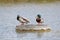 Two mallards sits in the sun at the water of a pond