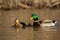 Two mallards swimming in water in autumn nature.