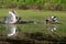 Two Mallards Taking Flight