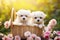 Two Maltese bichon breed dogs in a basket in the garden