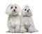 Two Maltese dogs