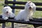 Two maltese dogs posing on a park bench