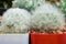 Two mammillaria bocasana cactus natural patterns in white and red pot