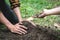 Two man helping to carrying seedling and protection new growing seedling for planting in the garden