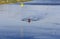 Two man in a sports boat rowing on the lake