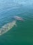 two manatees swimming in Florida water