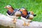 Two mandarin ducks on green grass