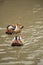 Two Mandarin Ducks - males swim in water.