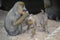 Two Mandrill Apes At Artis Zoo Amsterdam The Netherlands