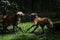 Two maned wolfs (Chrysocyon brachyurus) fighting.