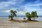 Two mangrove trees on tropical beach