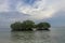 Two mangroves in the shallow water of the Indian Ocean. Green mangrove bushes growing near the shore. Calm sea level. Overcast sky