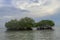 Two mangroves in the shallow water of the Indian Ocean. Green mangrove bushes growing near the shore. Calm sea level. Overcast sky