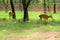 Two Manipuri Deer in zoo