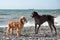 Two of mans best friends, English and German hunting dog. Brown shorthaired pointer Golden English Cocker Spaniel walking on