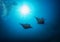 Two Manta Rays in the deep, blue sea