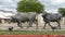 Two of many bronze steers, part of the longest bronze sculpture collection in the United States in The Center at Preston Ridge.