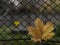 Two maple leaves on the background of the fence. fall foliage