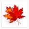 Two Maple leaves isolated on white background. Bright red autumn realistic leaves. Vector illustration eps 10