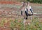 Two marabou stork with open beak waiting for food rests in West Tsavo national park in Kenya