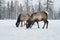 Two maral deers graze in a clearing in the winter in the forest