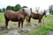 Two mares in a field