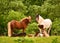 Two mares of Icelandic horses are watching over the cute sleeping foals of the herd in the wide grassland