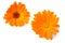 two marigold flower heads isolated on white background. calendula flower. top view