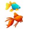 Two marine bright goldfish