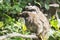 two Marmosets sitting on top of a tree branch near leaves