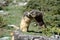 Two marmots fighting face to face