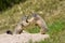 Two marmots fighting for territory