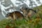 Two marmots in mountain landscape with beautiful back light. Fighting animals Marmot, Marmota marmota, in the grass with nature