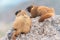 Two Marmots Resting on Rock at the Top of Mount Evans, Colorado