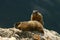 Two Marmots on a Rock