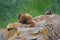 Two marmots on rock in mountain forest