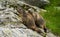 Two marmots on the rocks