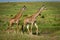 Two Masai giraffe cross savannah in sunshine