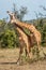 Two Masai giraffe fight in sunlit clearing