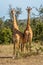 Two Masai giraffe fighting in sunlit clearing