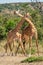Two Masai giraffe in grassy clearing necking