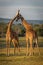 Two Masai giraffe neck in golden hour