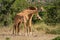 Two Masai giraffe necking in grassy clearing